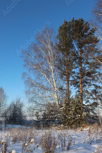 Wallpaper Mural Graphics of branches against the background of the winter sky Torontodigital.ca