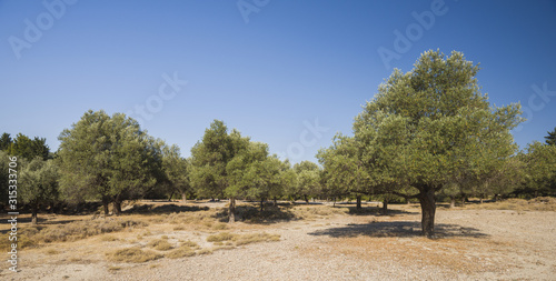 Olive plantation in sun day. Old obsolete olive trees. European olive (Olea europaea) plantation of olive trees. Rhodes, Greece