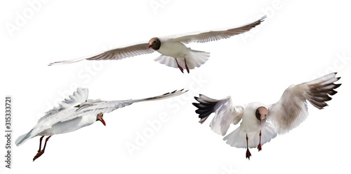 isolated three gliding small black-headed gull