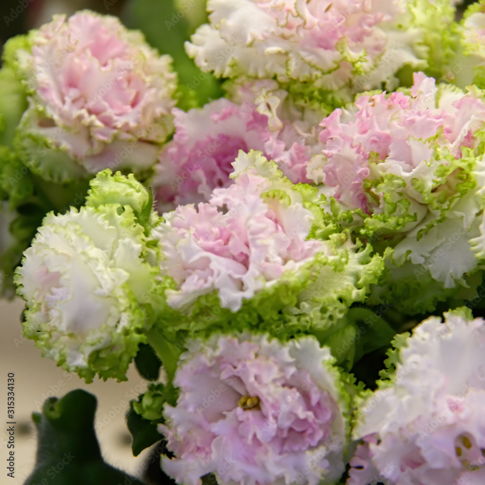 Beautiful Saintpaulia or Uzumbar violet. Indoor flowers. Natural floral background. Beautiful Saintpaulia or Uzumbar violet. Indoor flowers. Natural floral background.