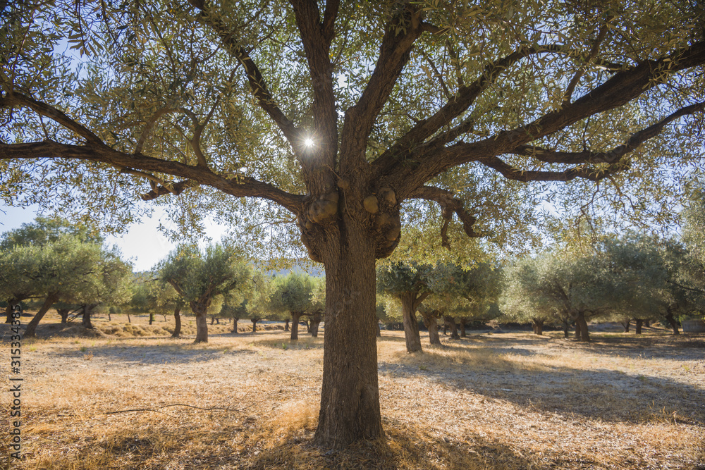 Olive plantation in sun day. Old obsolete olive trees. European olive (Olea europaea) plantation of olive trees. Rhodes, Greece Olive plantation in sun day. Old obsolete olive trees. European olive (Olea europaea) plantation of olive trees. Rhodes, Greece