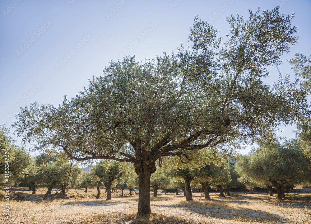 Olive plantation in sun day. Old obsolete olive trees. European olive (Olea europaea) plantation of olive trees. Rhodes, Greece