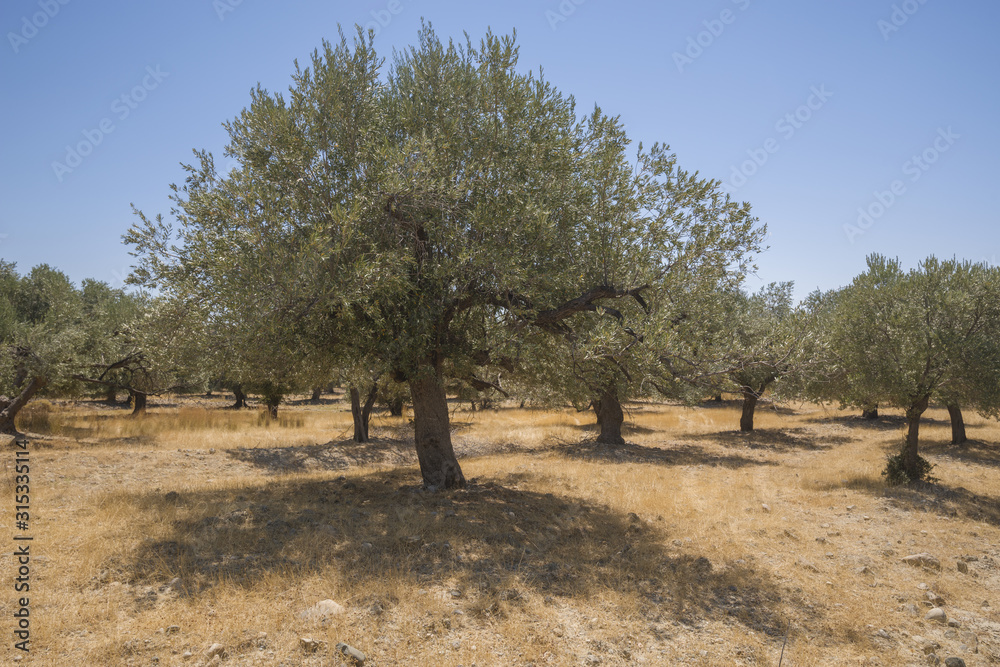 Olive plantation in sun day. Old obsolete olive trees. European olive (Olea europaea) plantation of olive trees. Rhodes, Greece Olive plantation in sun day. Old obsolete olive trees. European olive (Olea europaea) plantation of olive trees. Rhodes, Greece