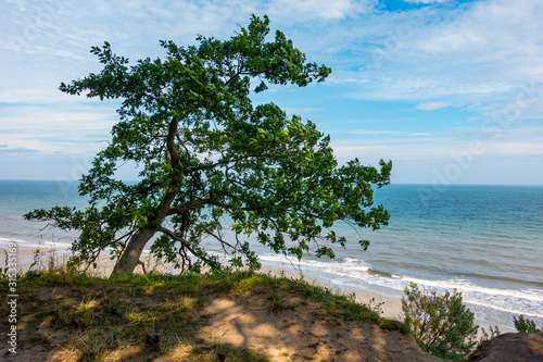 Morze Bałtyckie drzewo plaża