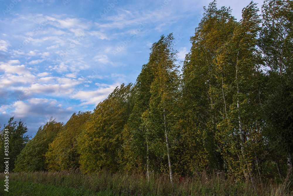 Autumn landscape. Russian nature. Trees at windy day.