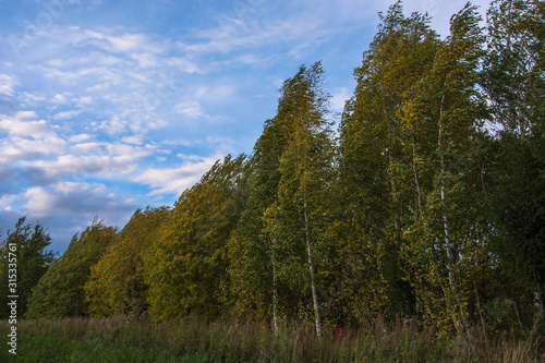 Autumn landscape. Russian nature. Trees at windy day.