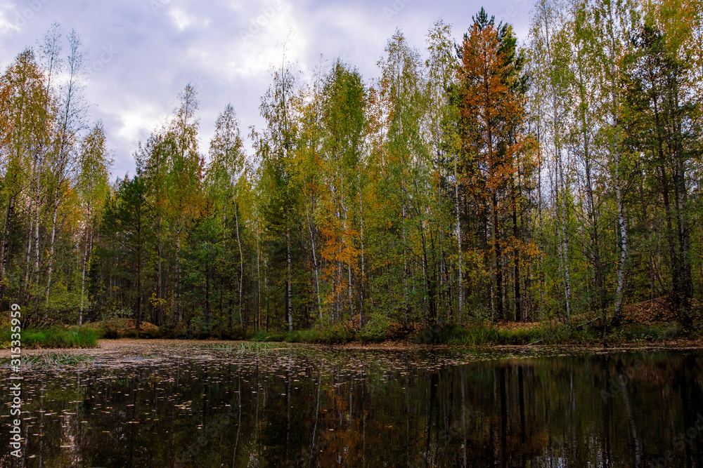 Scenic forest swamp in autumn grove. Beautiful russian nature. Scenic forest swamp in autumn grove. Beautiful russian nature.