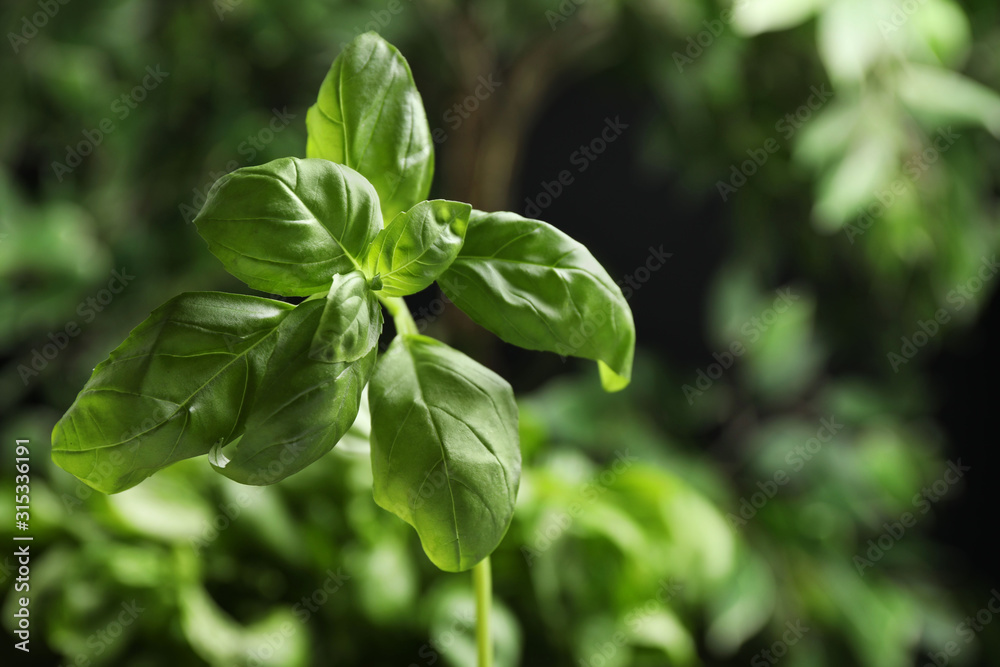 Fresh green basil on blurred background, closeup Fresh green basil on blurred background, closeup