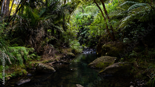 Fluss durch den Dschungel
