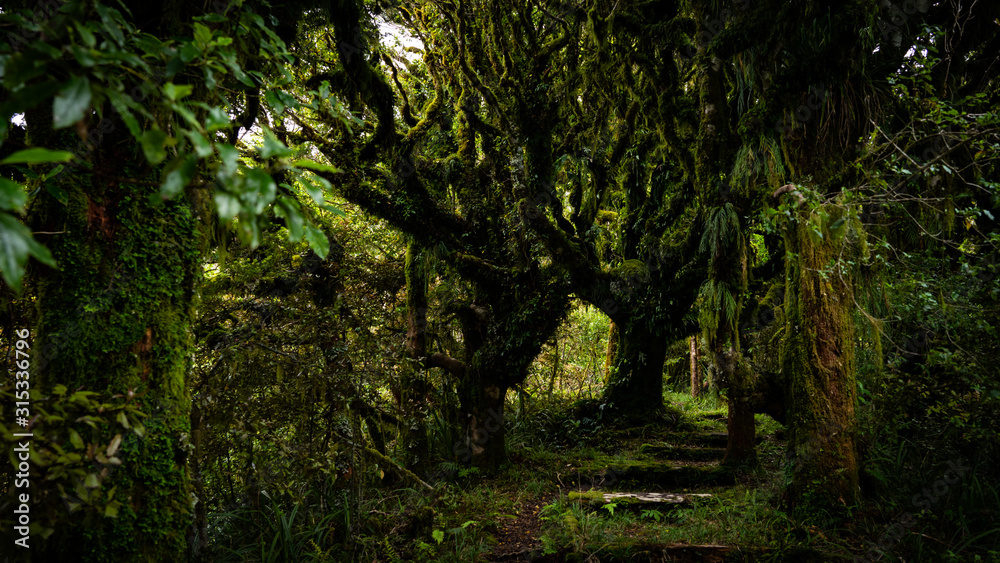 Naklejka premium Der Weg in den Märchenwald