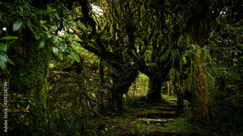 Der Weg in den Märchenwald
