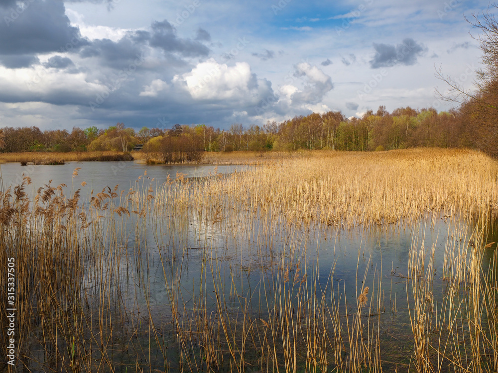 View over reeds and wetlands, South Yorkshire, England