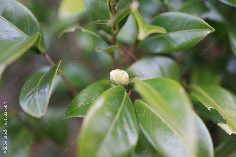 木の葉