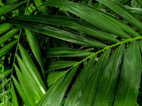 Nature view of areca palm leaves for background and wallpaper. Beautiful and fresh green leaves landscape