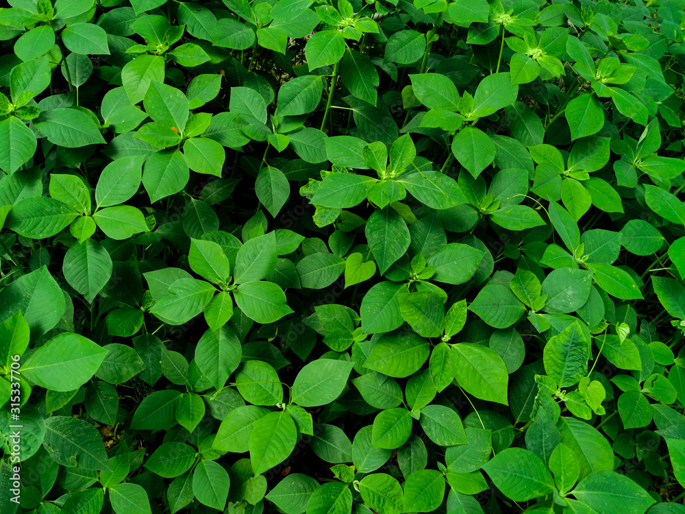 Nature view of Wild Poinsettia plants for background and wallpaper. Natural green plants landscape Nature view of Wild Poinsettia plants for background and wallpaper. Natural green plants landscape