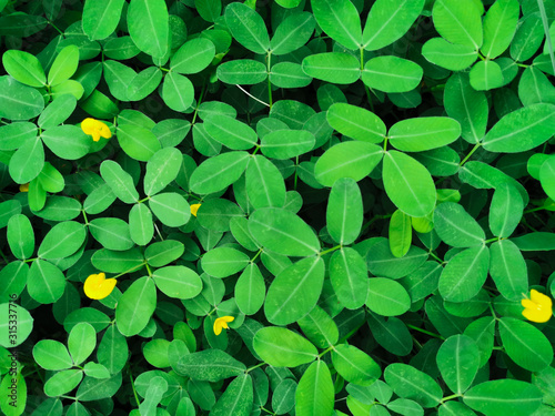 Nature view of peanuts plants for background and wallpaper. Beautiful and fresh green leaves landscape