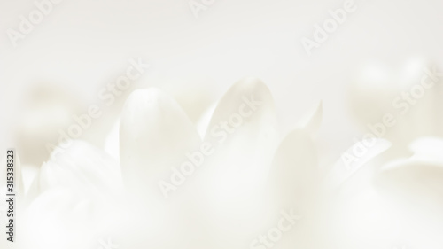 Abstract floral background, white chrysanthemum flower petals. Macro flowers backdrop for holiday brand design © OLAYOLA