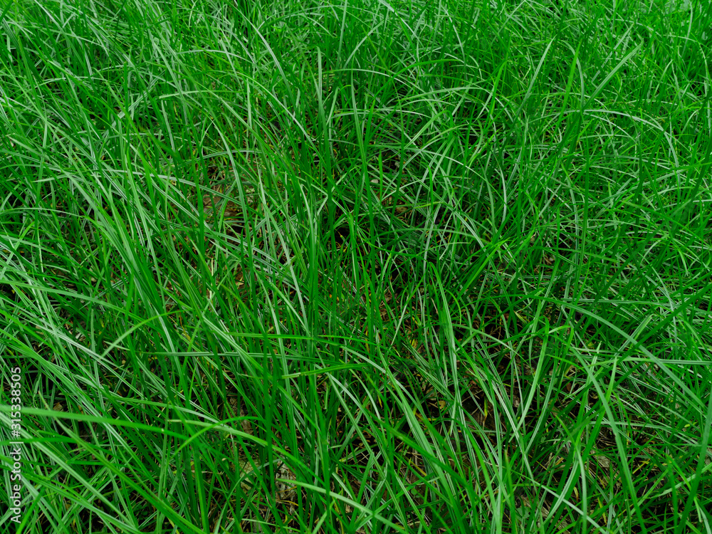 Nature view of lush green grass for background and wallpaper. Natural green plants landscape Nature view of lush green grass for background and wallpaper. Natural green plants landscape