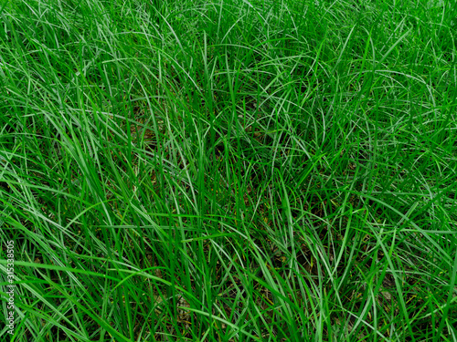 Nature view of lush green grass for background and wallpaper. Natural green plants landscape