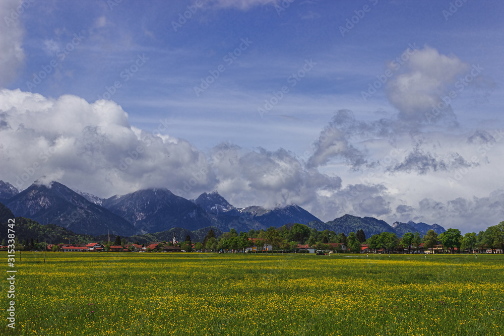Rapeseed field in the vicinity of Schwangau