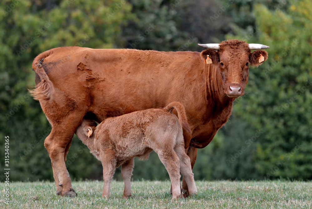 limousin cow with drinking calf limousin cow with drinking calf