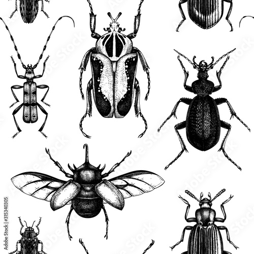 Vector background with high detailed insects sketches. Hand drawn beetles illustrations in vintage style. Entomological backdrop. Beetles seamless pattern
