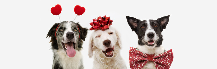 banner three dogs celebrating valentine's day with a red ribbon on head and a heart shape diadem and bowtie.  isolated against white background.
