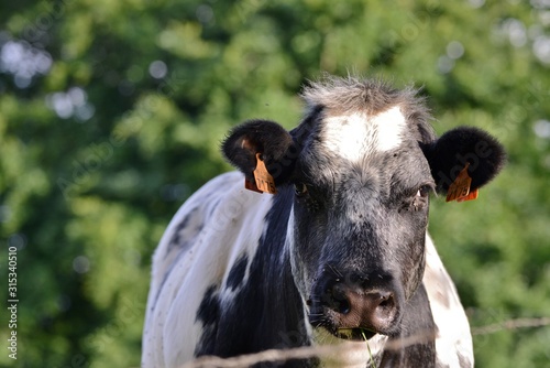 portrait of a cow