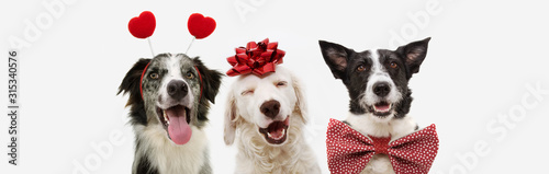 banner three dogs celebrating valentine's day with a red ribbon on head and a heart shape diadem and bowtie.  isolated against white background.