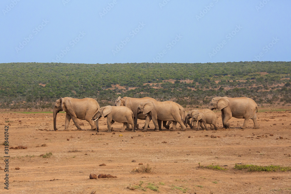 African elephants in a row in South Africa