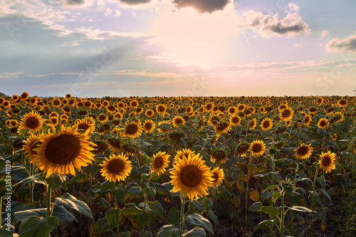 Summer beauty landscape with colorful sunset over sunflowers field © watcherfox