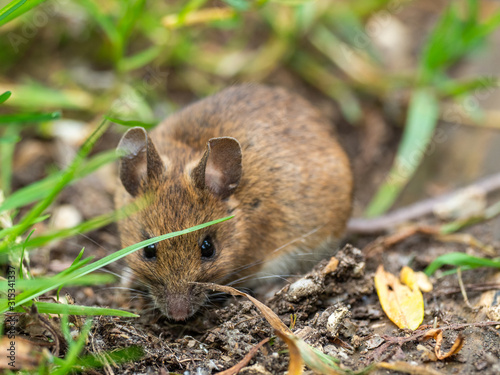 Wood Mouse or Long Tailed Field Mouse. Attenborough Reserve.