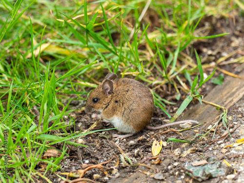 Wood Mouse or Long Tailed Field Mouse. Attenborough Reserve.