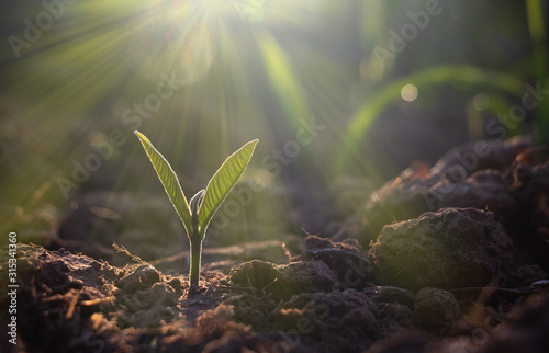 Growing plant,Young plant in the morning light on ground background, New life concept.Small plants on the ground in spring.fresh,seed,Photo fresh and Agriculture concept idea.