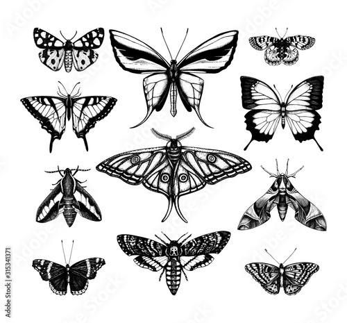 Vector collection of high detailed insects sketches. Hand drawn butteries illustrations in vintage style. Entomological drawings set. 