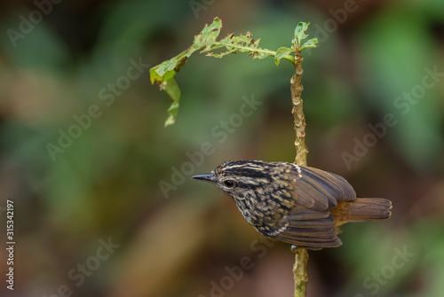 Warbling Antbird - Hypocnemis cantator, small shy perching bird from eastern Andean slopes, Wild Sumaco, Ecuador. photo