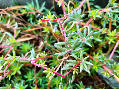 flower in the garden