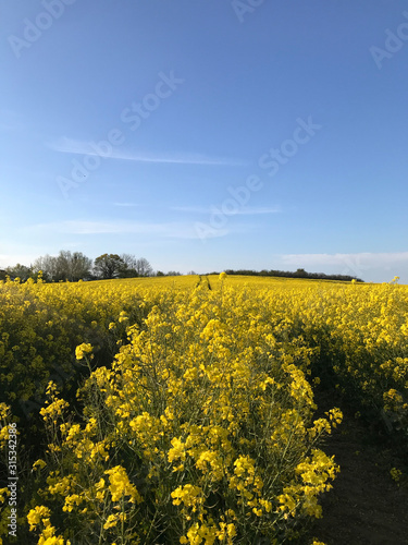 Yellow rapeseed meadow