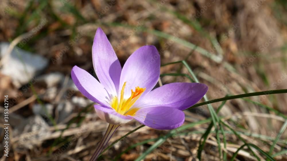 Crocus vernus (spring crocus, giant crocus) is a species in Family Iridaceae in natural habitat Crocus vernus (spring crocus, giant crocus) is a species in Family Iridaceae in natural habitat