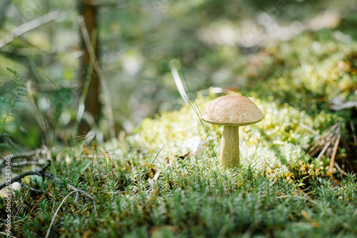 The boletus mushroom grows in the summer or autumn forest