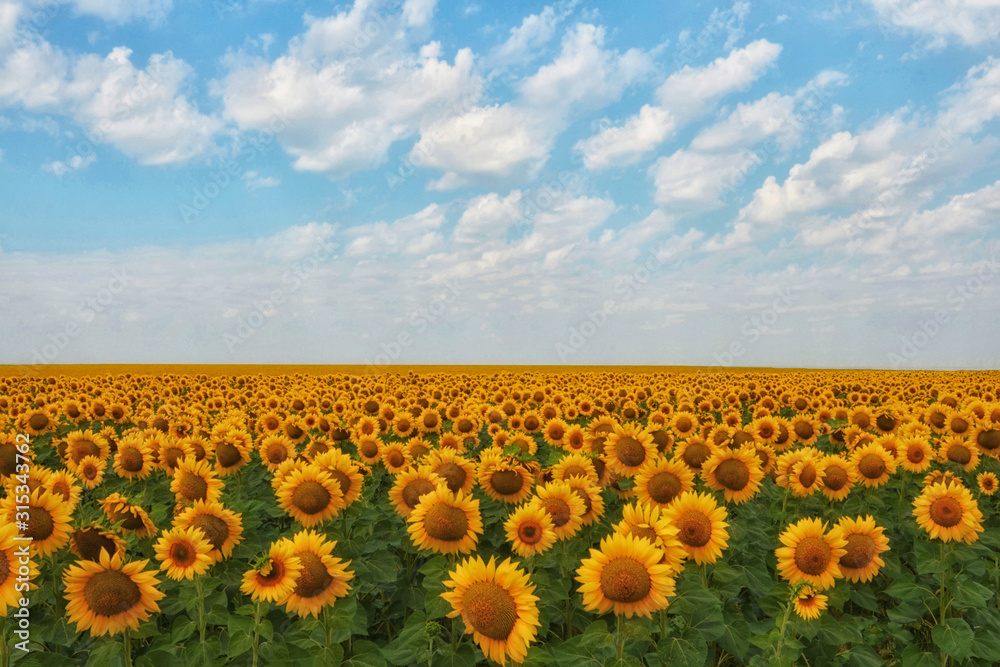 Obraz premium Sunflowers bloom in a field under a blue sky covered with white clouds.