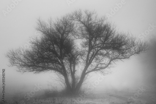 Silhouetted of a tree in dense fog.