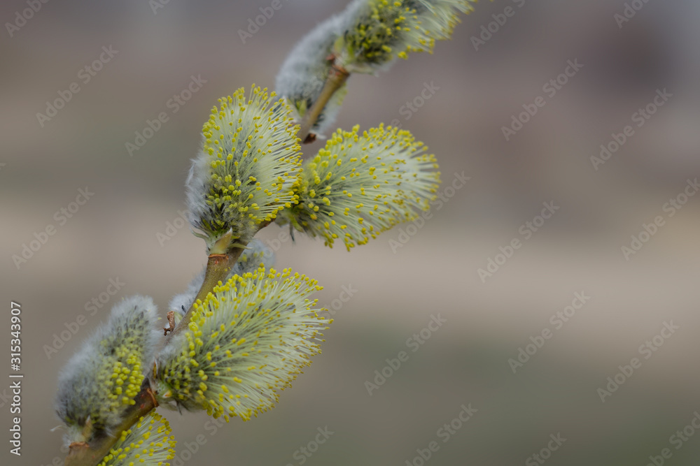 Blossom of a sallow willow. Blossoming willow in nature against light of the sunset. Close-up foto. Blossom of a sallow willow. Blossoming willow in nature against light of the sunset. Close-up foto.
