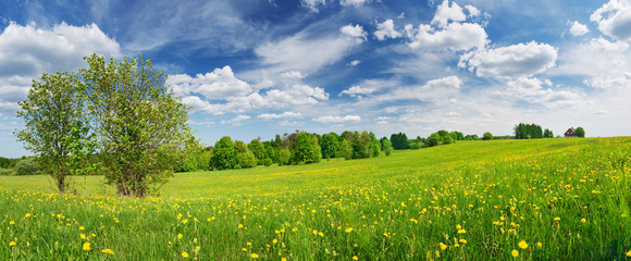 Green field with white and yellow dandelions outdoors in nature in summer