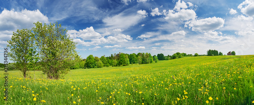 Green field with white and yellow dandelions outdoors in nature in summer © candy1812