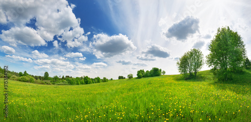 Fototapeta Naklejka Na Ścianę i Meble -  Green field with white and yellow dandelions outdoors in nature in summer