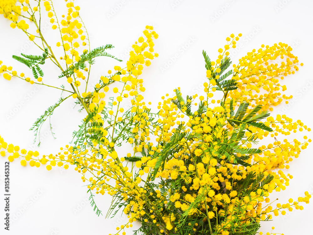 Yellow mimosa flowers on white background. Traditional symbol gift for womans day on March, 8