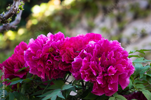 Pink flowers blooming on the pink peonies in the background. Peony garden.