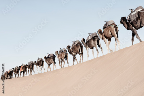A long, endless caravan of camels (dromedary) at Erg Chebbi in Merzouga, Sahara desert of Morocco.