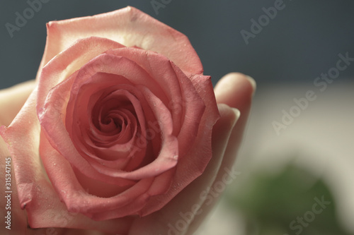 wedding rose pink blossom woman